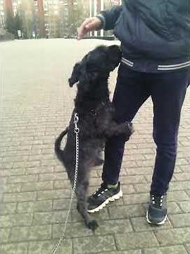 Спаривание собаки и человека