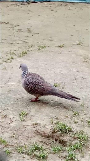 Wild Bird Comes So Close 😲🐦 | Amazing Nature Moment Up Close