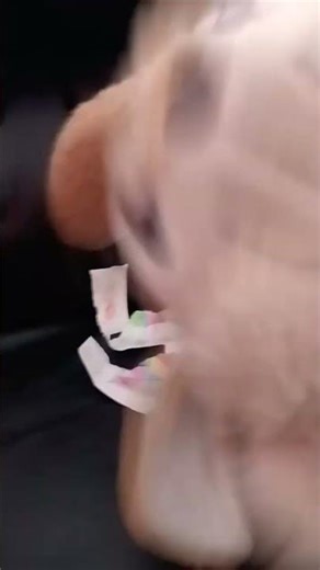 el pc gamer #yosoydelos7mil