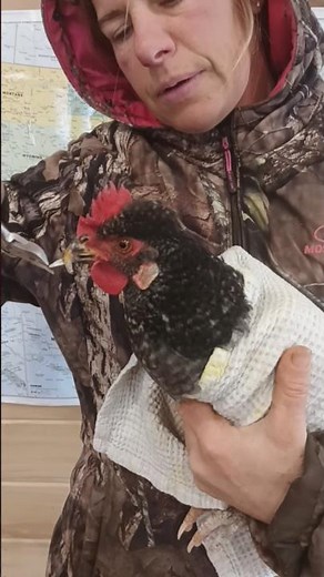 ✂️ 🐔 Trimming A Chicken With Cross Beak