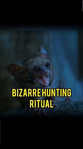 The Tarsier: A Mini Predator With Superpowers!