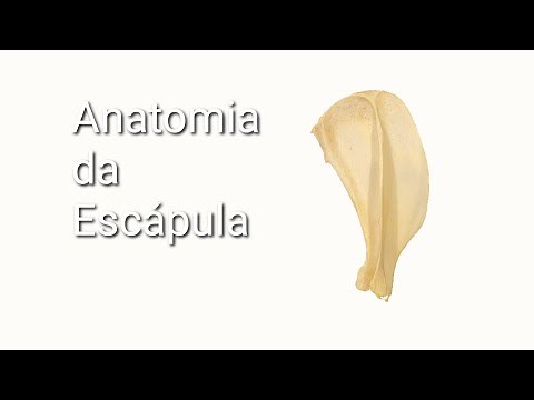 Anatomia Veterinária - Escápula