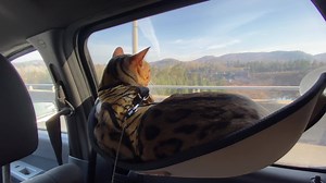 86K views · 13K reactions | Bengal cat enjoying the view during car ride in his cat window bed from Meowa | Bengal Cats | Facebook