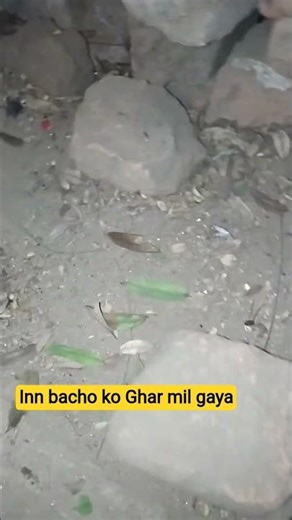 Bacho ke liye ghar banaye#shorts #dogshorts #trendingshorts #comedy #funny