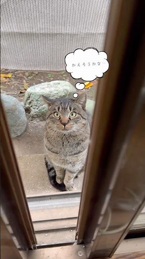 Tsukushi-chan, the cat loved by other cats