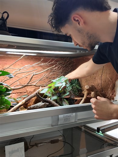 Add colour, variety, and enrichment to your terrarium with ProRep’s selection of terrestrial plant decor. Available in lots of amazing colours and varieties, these plants help create a natural, engaging environment for your reptiles while bringing life and interest to any setup. #ProRep #TerrariumDecor #ReptileEnclosures #TerrariumSetup #ReptileEnrichment #NaturalisticEnclosures #ReptileCare #GeckoEnclosure #SmallLizardEnclosure