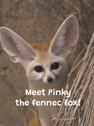 Meet Pinky: The World's Smallest Fennec Fox