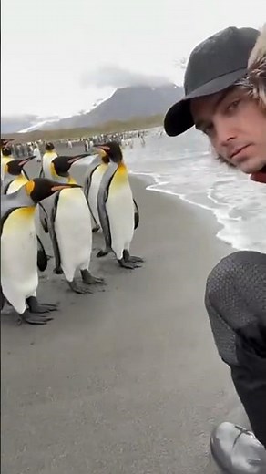 Never Touch a Penguin… Here’s Why 🐧