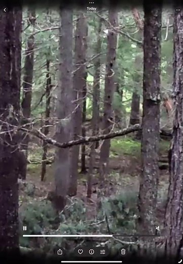 ￼ This is a higher resolution video of our previous post. It turns out the black figure was human!