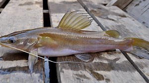Ikan Baung, Penghuni Sungai-sungai Besar Indonesia yang Lezat dan Bergizi