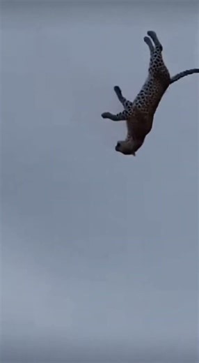 Leopard Hunts Buffalo Calf - EPIC FAIL! 🤯 표범 대실패 🤯 ヒョウ大失敗 #viral #buffalo #wildlife