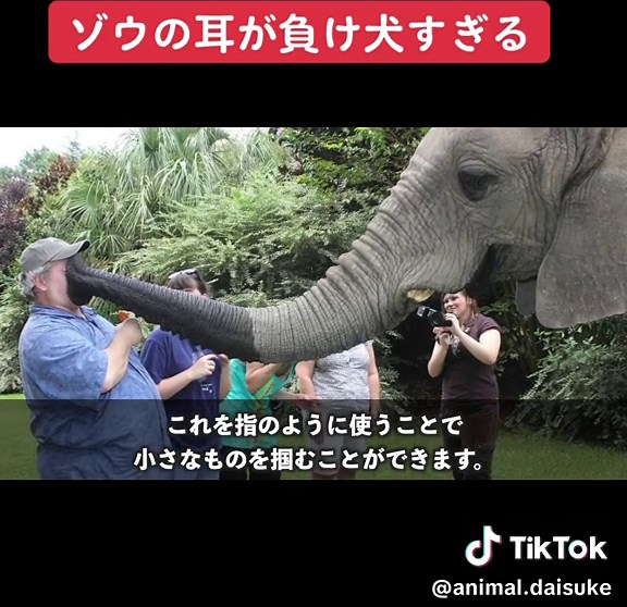 負け犬の使い道 #オールマイティ・ラボ #動物 #ペット #UMA #ゾウ