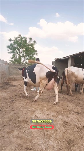 35 लीटर दूध