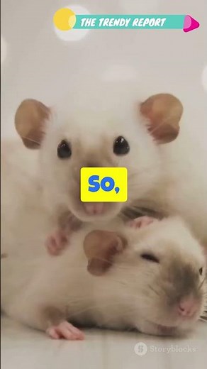 Rats Can Laugh When Tickled! 🐀😂