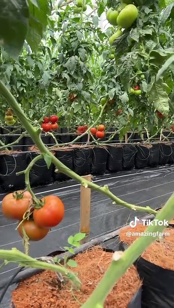 Manfaat Sehat Tomat Beef dari Amazing Farm
