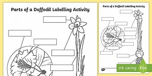 Parts of a Daffodil Labelling Activity