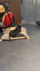 #fun & #game Cute Rottweiler 🐩🐾 | Lyles Miriam