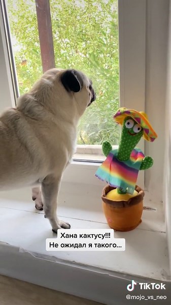 #моджо #моджожжёт #мопсмоджо #мопс_моджо #neomojo #pugmojo #mojopug