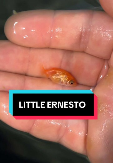 Little Ernesto: Setting Up His New Aquarium Home