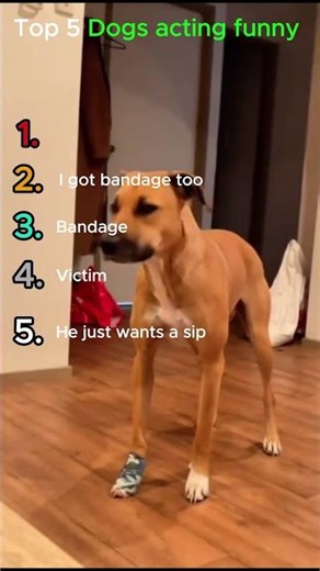 Ranking Funny Dogs Moments 😂🐶 #animalranking #funny #entertaininganimals