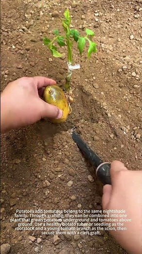 Potato-Tomato Graft: One Plant, Two Crops 🍅🥔 #homegardening