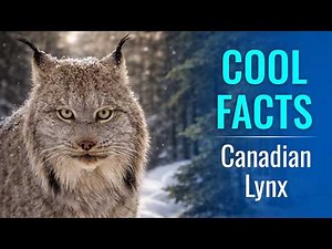 Cool Facts About Canadian Lynx