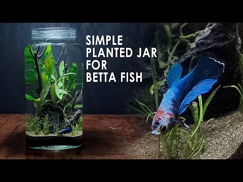 I Made a No-Filter Betta Fish Planted Jar - Beginner Friendly