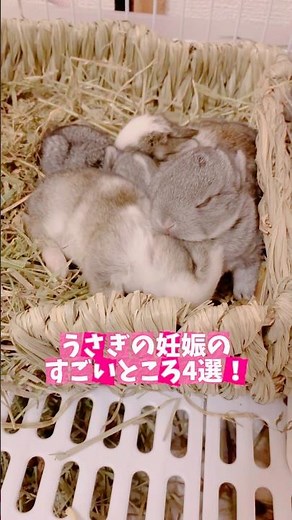 4 amazing things about rabbit pregnancy! ️Amazing reproductive ability✨ #rabbit #UsaPara #shorts ...