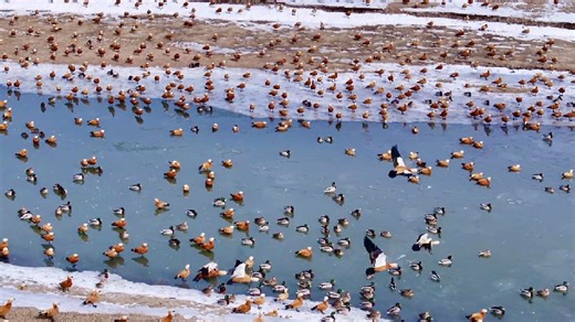 Large flocks of migratory birds pack wetland in N China