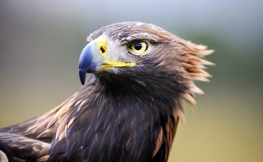 Animals With the Best Eyesight: Which? (Top 23)