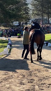 Second horse inspection and all Irish horses passed. Horse Sport Ireland Eventing Ireland FEI Eventing MGH Sport Horse Stud Susie Berry Eventing Sam Watson Eventing Austin O'Connor Eventing | Irish Eventing Times