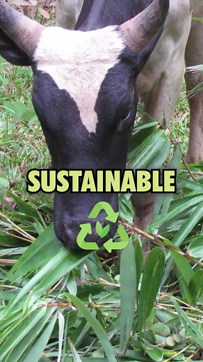 5 Fun Facts about Bamboo you didn’t know Part 9 #bamboofacts #plants #bamboo #arashibamboo