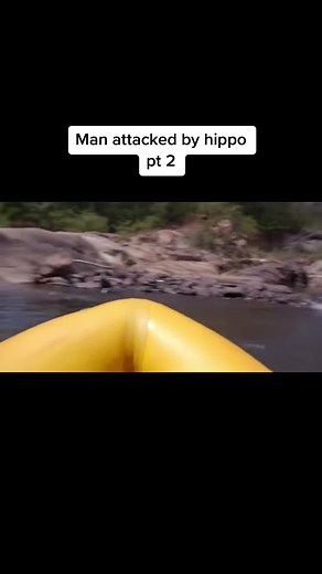 Hippo Attack Survival: Man's Close Call with a Hippopotamus
