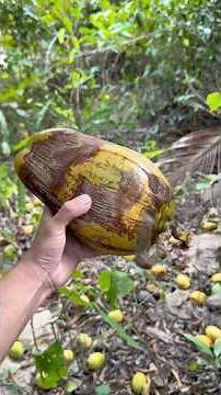 Como hacer COOCADAS 🥥🇧🇷 en Brasil!