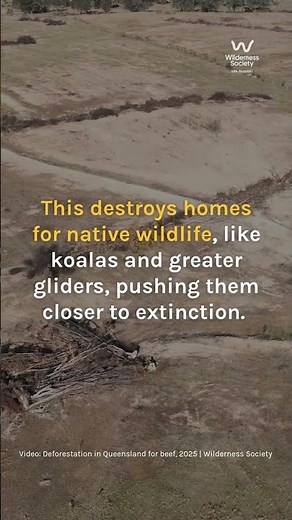 More than 1 million hectares of Queensland’s forests & bushland bulldozed under Albanese government