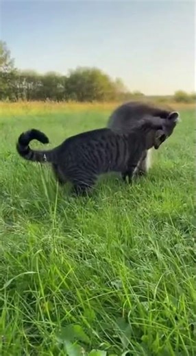 貓咪與浣熊玩耍 A cat and a raccoon 猫とアライグマ #cat #funny #cute #animals #pets #kitten #raccoon #play
