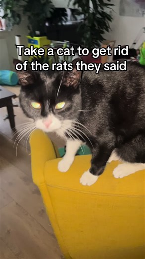 Is My Cat Attracting More Rats?