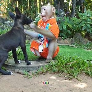 Precious monkey Koko absolutely with brother Kiki. | Monkey Koko