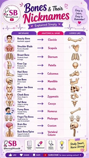 🦴 If you know these bone nicknames, Anatomy becomes EASY! #explore #bsnursing#anatomy #bonesanatomy