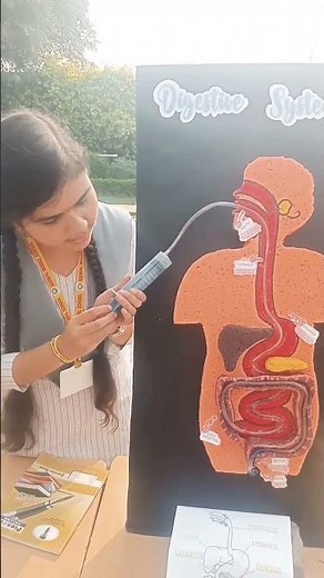 Working model of human digestive system|