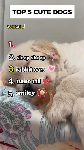 Top 5 Cutest Dogs That’ll Make Your Day Brighter 🐾✨ #Shorts