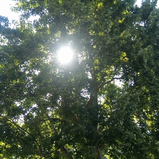 🌟 Park Feature 🌟 This week’s spotlight is on the Veterans Community Pathway, a scenic trail system that connects our community to nature and outdoor fun. Free and open to the public, it’s the perfect spot for walking, biking, and relaxing in Chesterfield Township. Amenities include: 🚶‍♀️ Walking Trails 🚴‍♂️ Bike Paths 🌿 Peaceful Natural Views 🅿️ Convenient Parking 📍 49000 Donner Rd, Chesterfield, MI 48047 #ChesterfieldMI | Chesterfield Township, MI