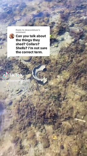 Moon Snail Egg Collars: A Fascinating Look at These Intertidal Wonders