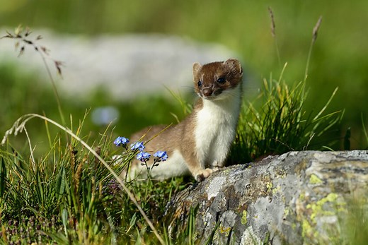 Comment faire la différence entre hermine et belette en été ? - La Salamandre
