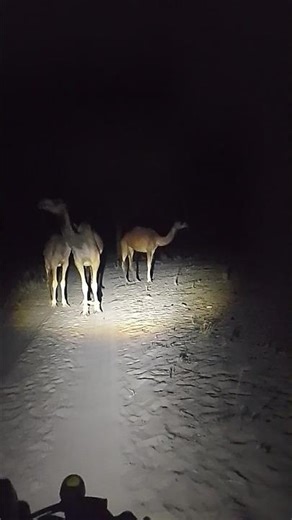 “What We Found in the Desert! 😱🐪” #animals