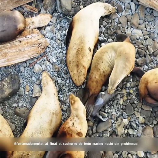 Reseña del mundo animal 16 | El mundo animal