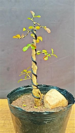 Boxwood straight-trunk branching method and branching layout #bonsai #bonsaimaking #boxwood