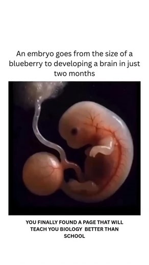 BIOLOGY | MEDICAL | HEALTH on Instagram: "This video offers a captivating look at the major stages of human embryonic development—from fertilization to initial organ formation. It begins with a single-celled zygote and follows its journey through rapid cell divisions, implantation in the uterine wall, and the formation of the blastocyst. As development progresses, the animation highlights biological milestones such as gastrulation, germ layer formation, cell differentiation, and the emergence of