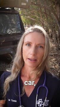 Vet Tips: Pet Motion Sickness & Travel Anxiety