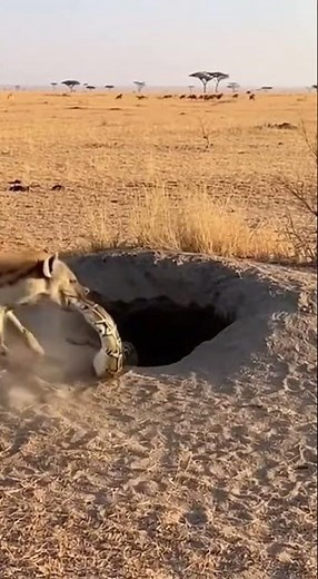 Hyena Pulls Python From Its Burrow — INSANE Wildlife Moment! 😱